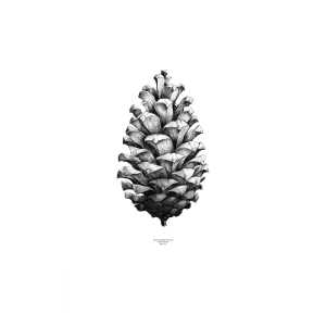 Paper Collective 1:1 Pine Cone Poster Weiß, 50 x 70cm