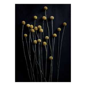 Paper Collective Still Life 01 Yellow Drumsticks Poster 50 x 70cm